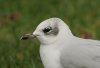 Mediterranean Gull at Shoebury East Beach (Steve Arlow) (53735 bytes)